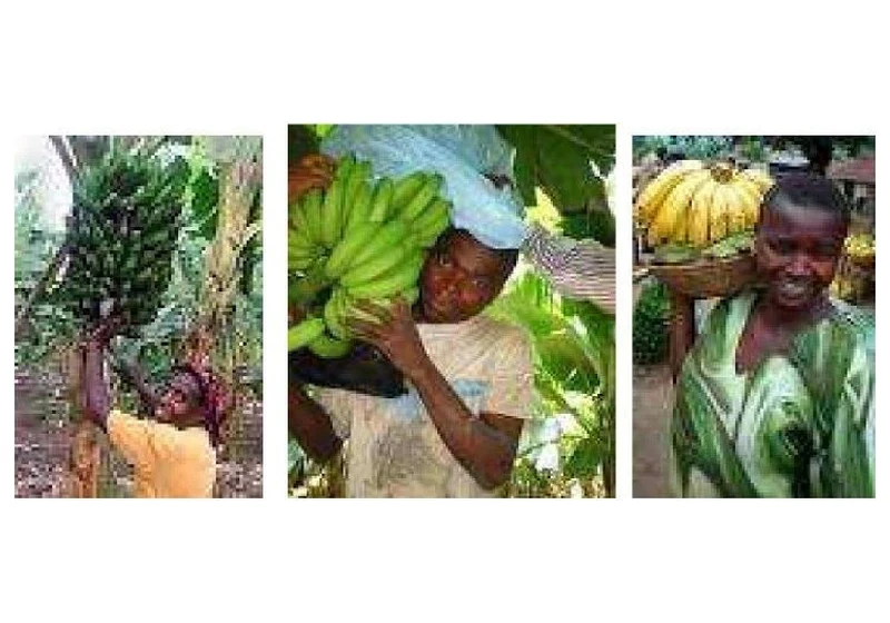 Fresh Cavendish Export Bananas & Green Cooking Plantains