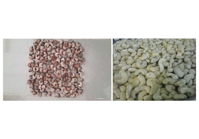 Raw Cashew Nuts (RCN) & Shelled Cashew Kernels (W180 / W240 / W320)