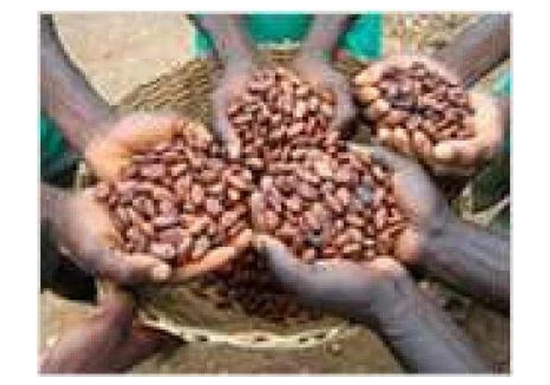 Raw Fermented & Sun-Dried African Cocoa Beans (Grade I & II)