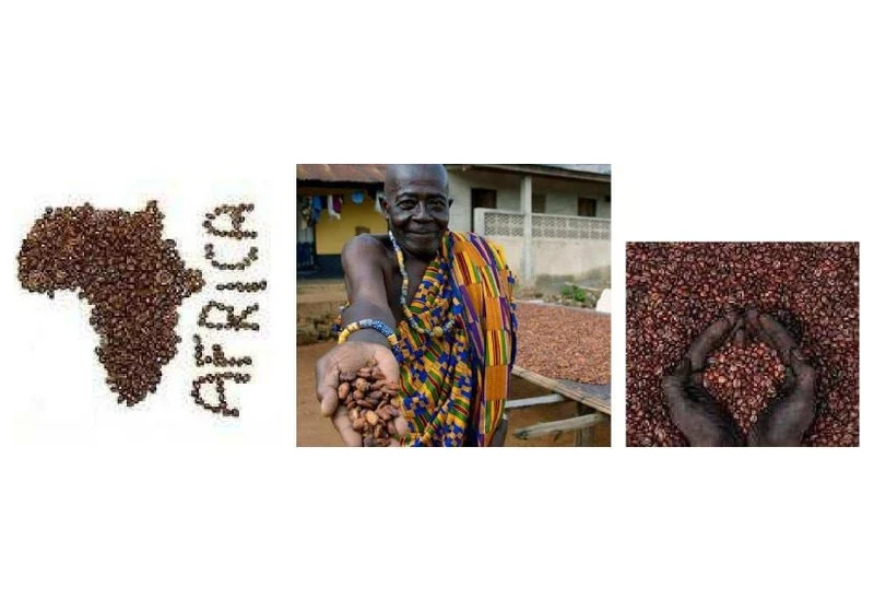 Direct Cooperative Sun-Dried African Coffee Beans