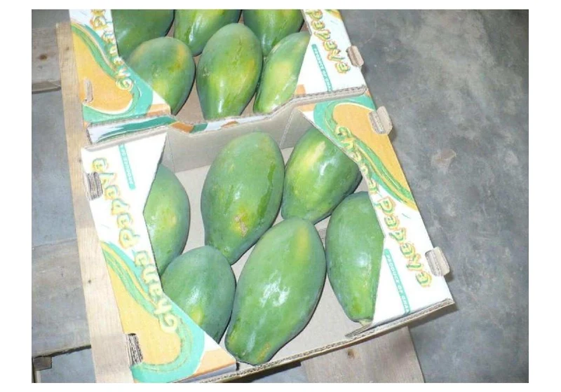 Fresh Export Green & Golden Solo Papaya (Carton Packed)