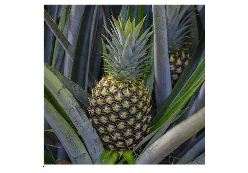 Fresh Tropical Pineapples (MD2 Golden Sweet & Smooth Cayenne)