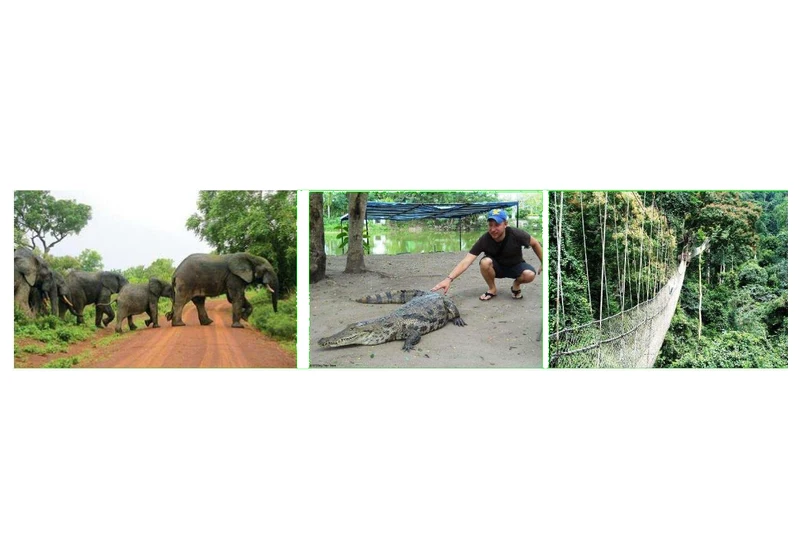 African Wildlife Safari, Canopy Rainforest Tours & B2B Trade Delegations