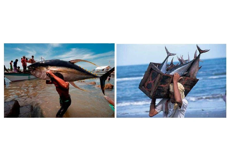 Whole Frozen Atlantic & Indian Ocean Tuna Fish (Yellowfin & Skipjack)