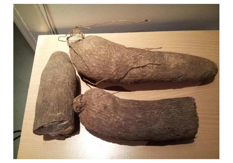 Fresh African White Yam & Puna Yam Tubers